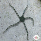Green-Banded Serpent Star | Ophiuroids spp.
