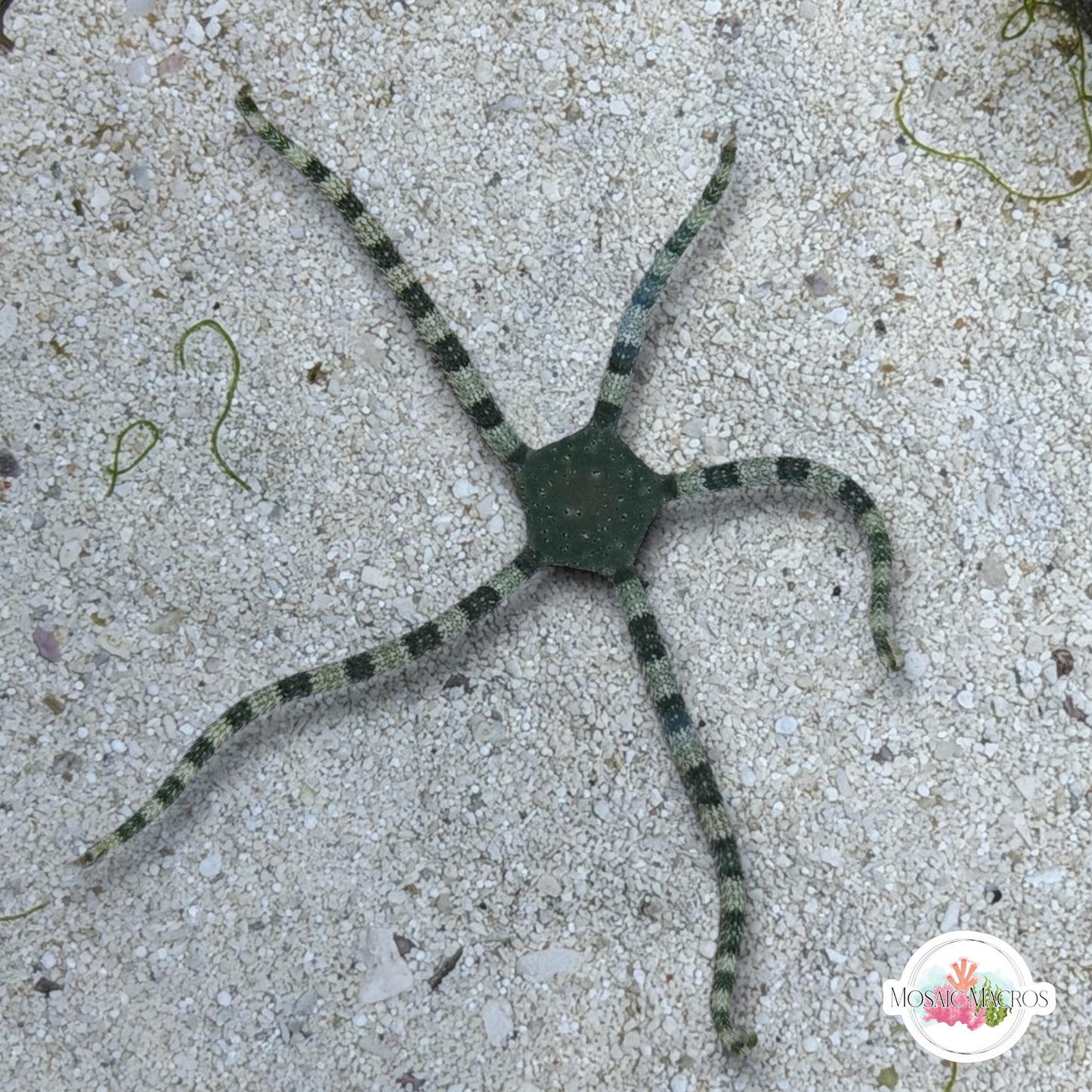 Green-Banded Serpent Star | Ophiuroids spp.