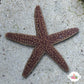 Conical-Spined Starfish | Echinaster sentus