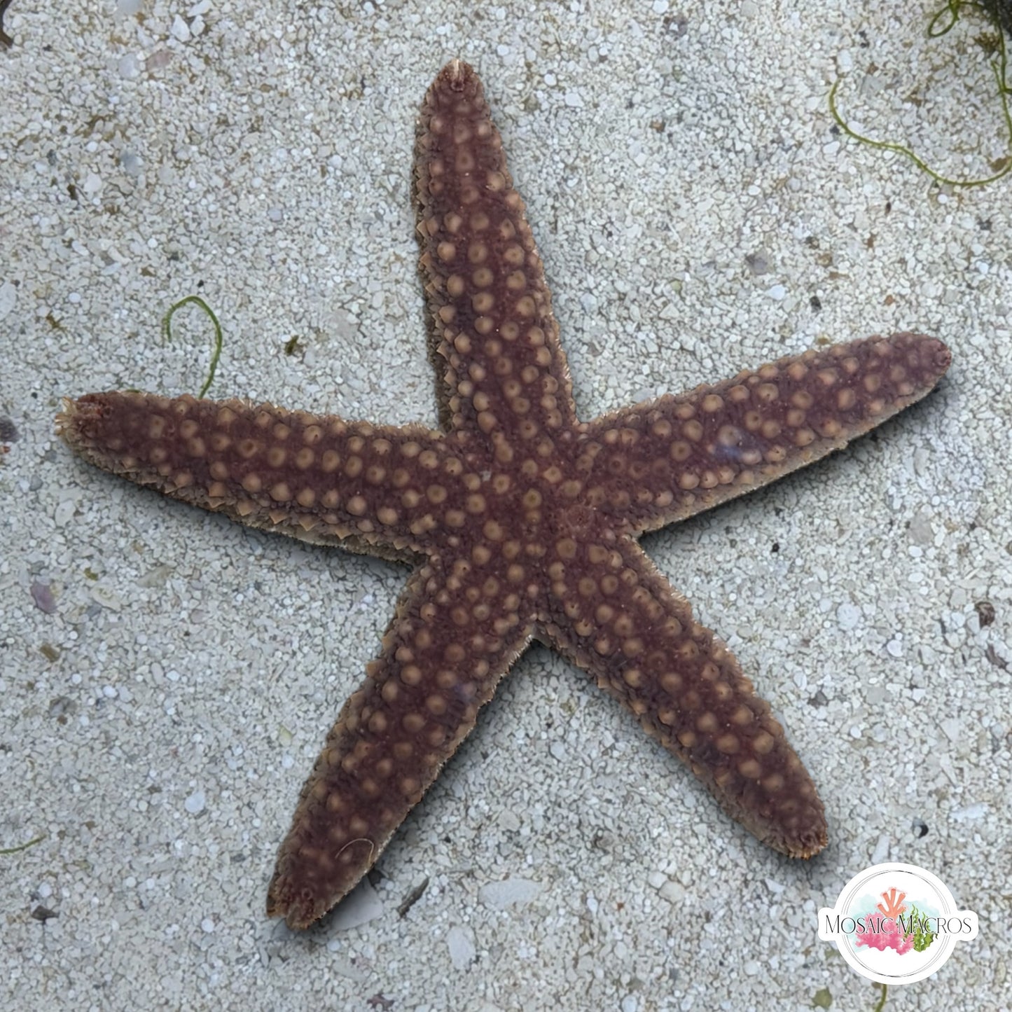 Conical-Spined Starfish | Echinaster sentus