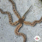 Brittle Star | Ophiuroids spp.
