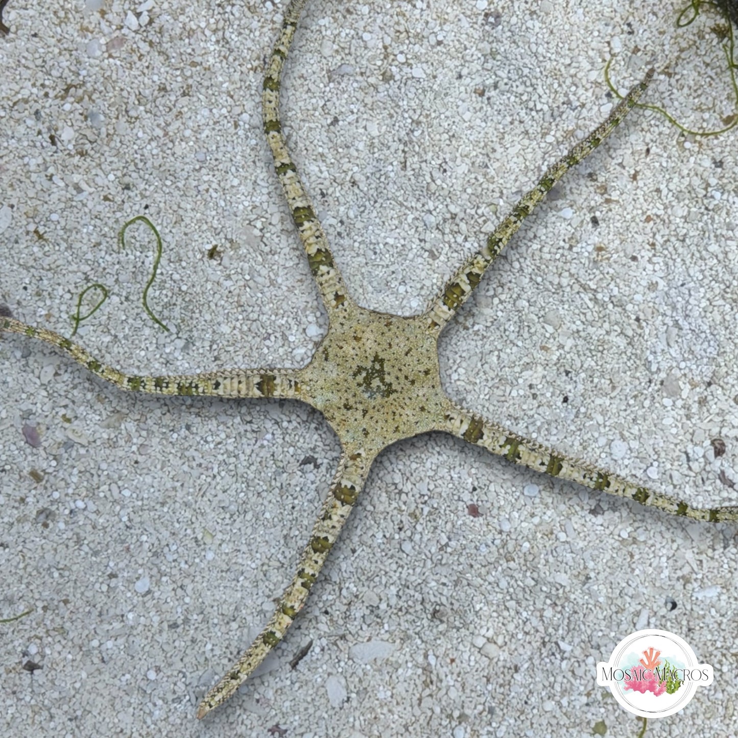 Giraffe Serpent Star | Ophiuroids spp.