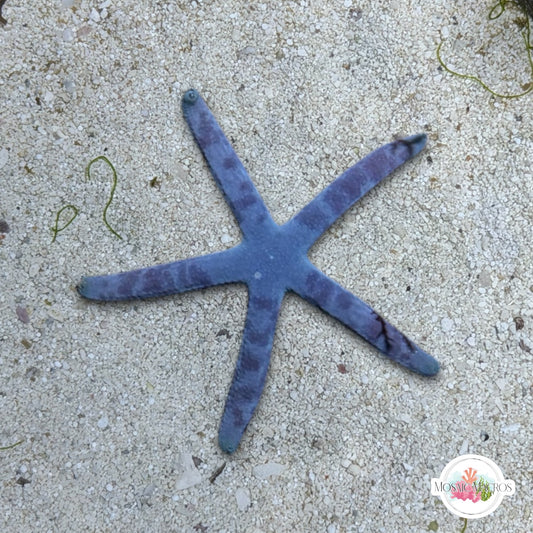 Blue Linckia Starfish | Linckia laevigata