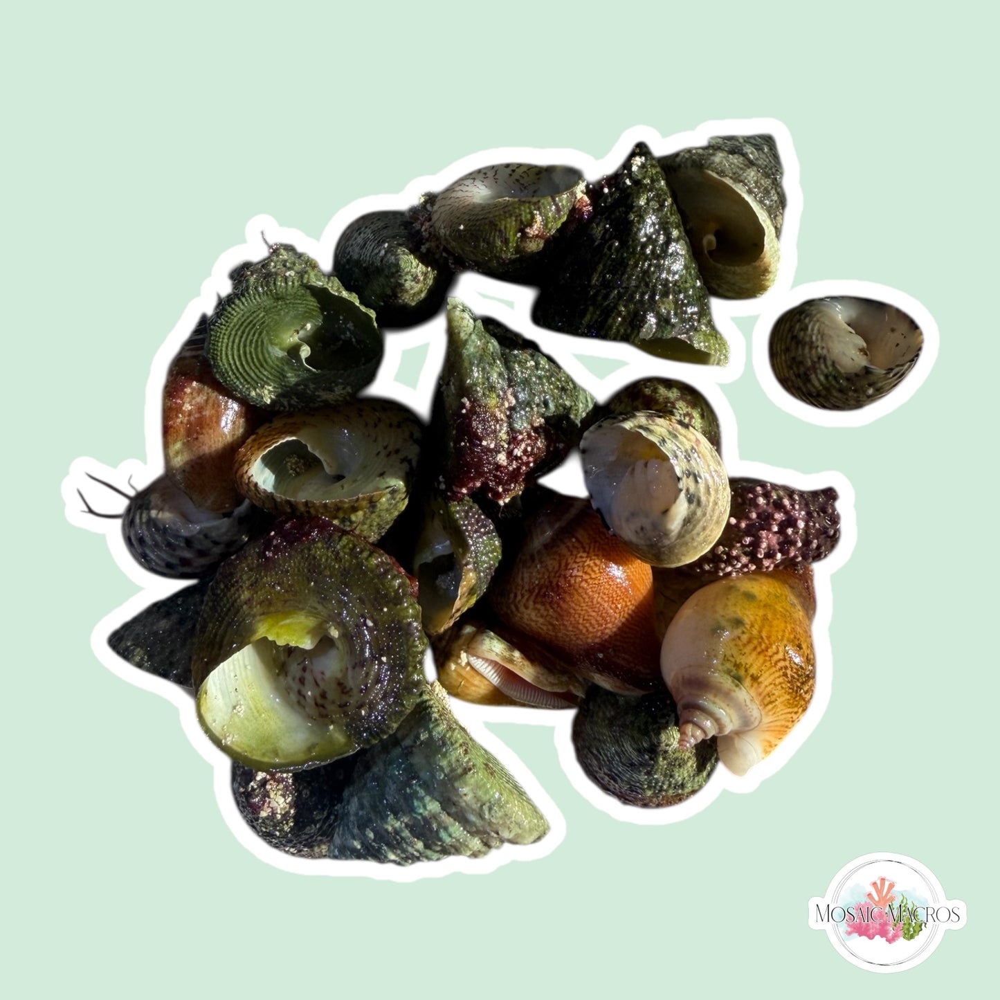 Empty Med-Lrg Hermit Crab Shells (10)