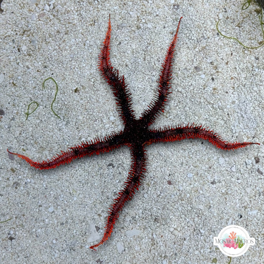 Red Brittle Star | Ophiuroids spp.