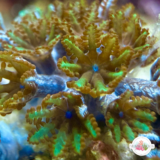 Blue-Green Sympodium | Alcyonium verseveldti