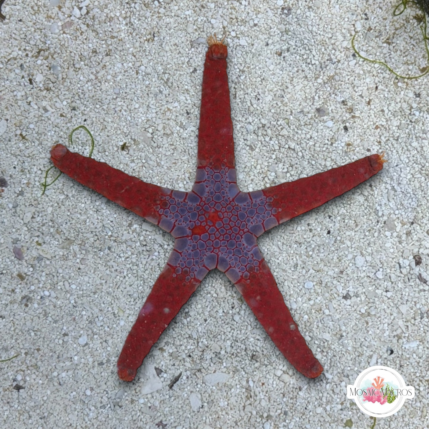 Superman Tile Starfish | Fromia monilis