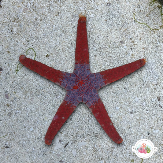 Superman Tile Starfish | Fromia monilis