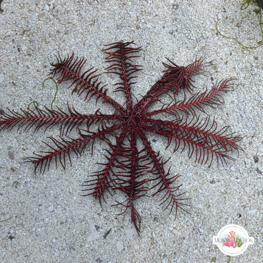 Red Feather Crinoid Starfish | Crinoidea sp.