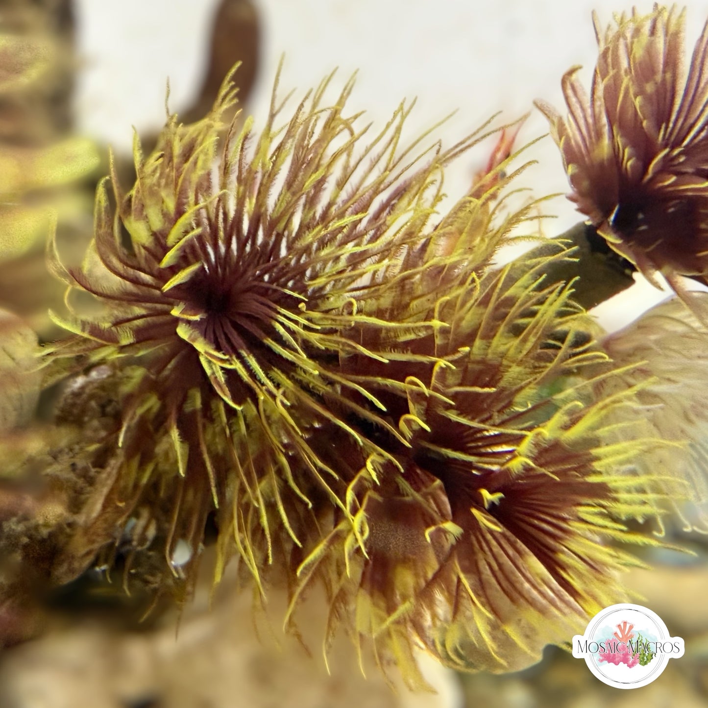 Golden Sun Feather Duster | Sabellastarte sp.