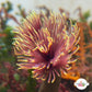 Golden Sun Feather Duster | Sabellastarte sp.
