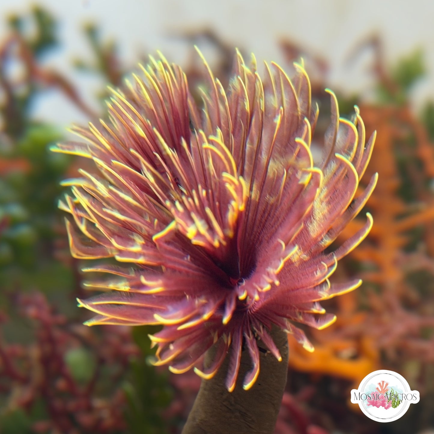 Golden Sun Feather Duster | Sabellastarte sp.