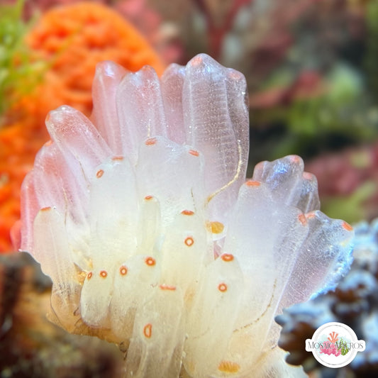 Orange Ghost Colonial Sea Squirt | Pycnoclavella spp.