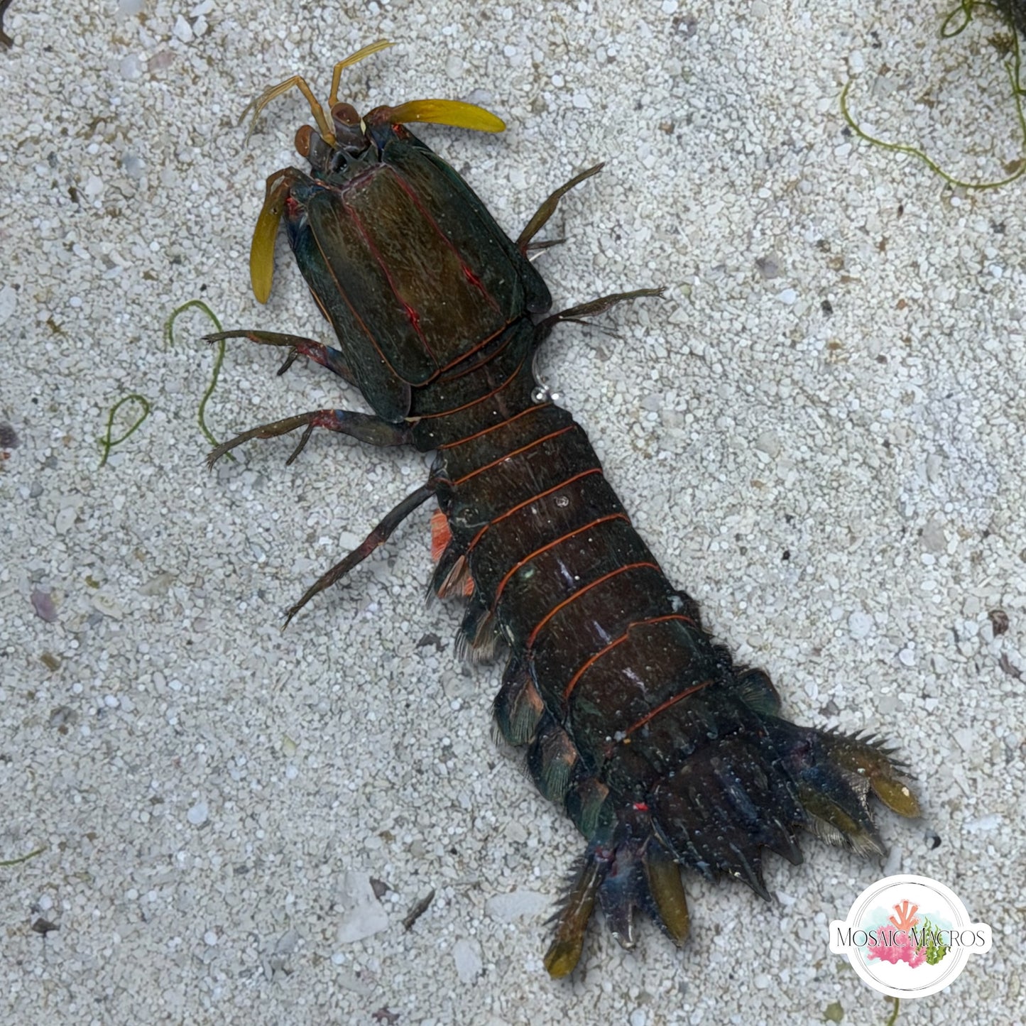 Smiths Mantis Shrimp | Gonodactylus smithii