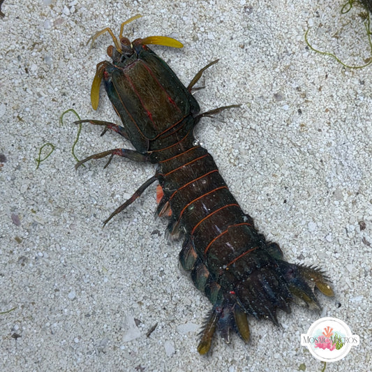 Smith’s Mantis Shrimp | Gonodactylus smithii