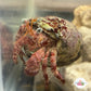 Starry-Eyed Hermit Crab | Dardanus venosus