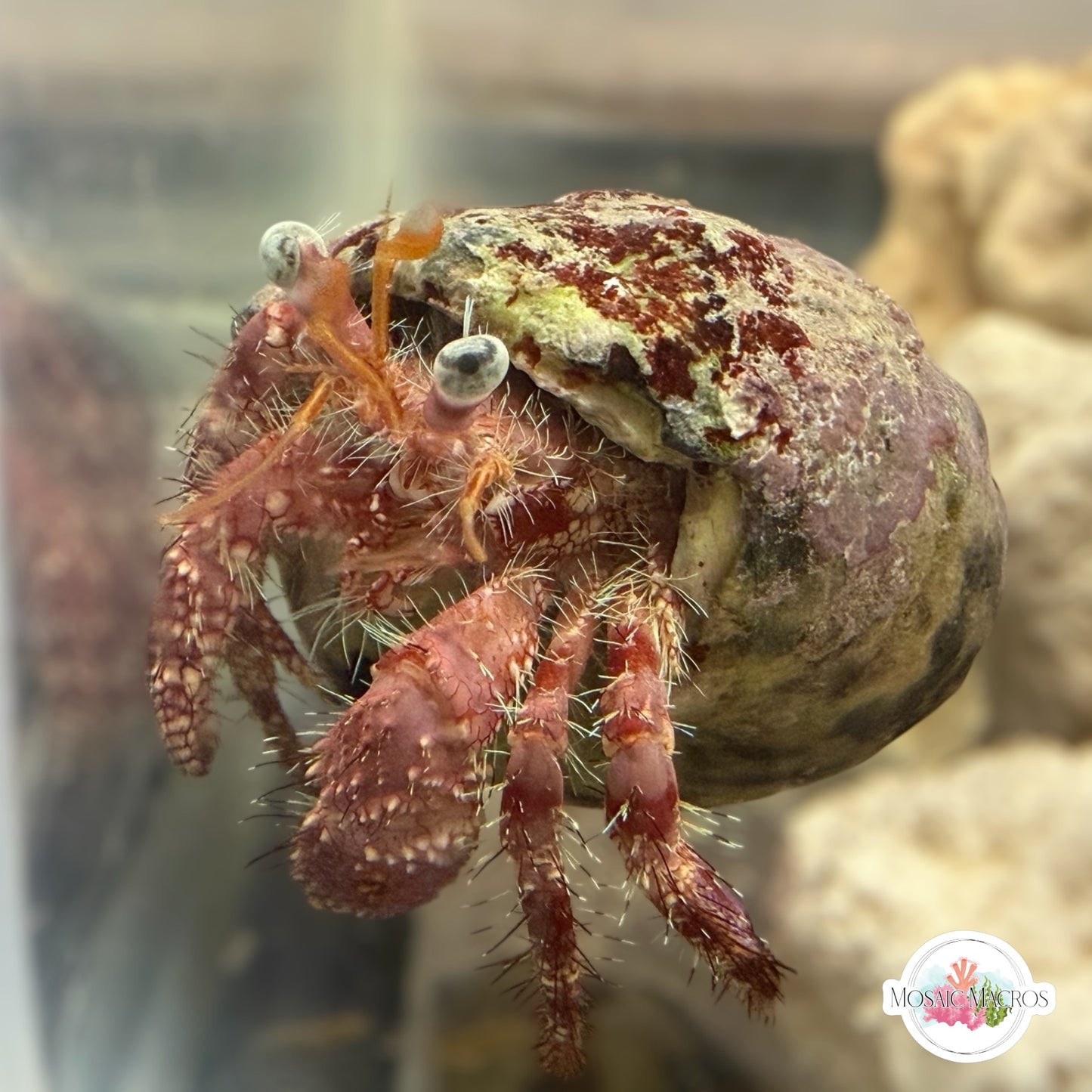 Starry-Eyed Hermit Crab | Dardanus venosus