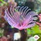 Assorted Colored Feather Duster | Sabellidae spp.