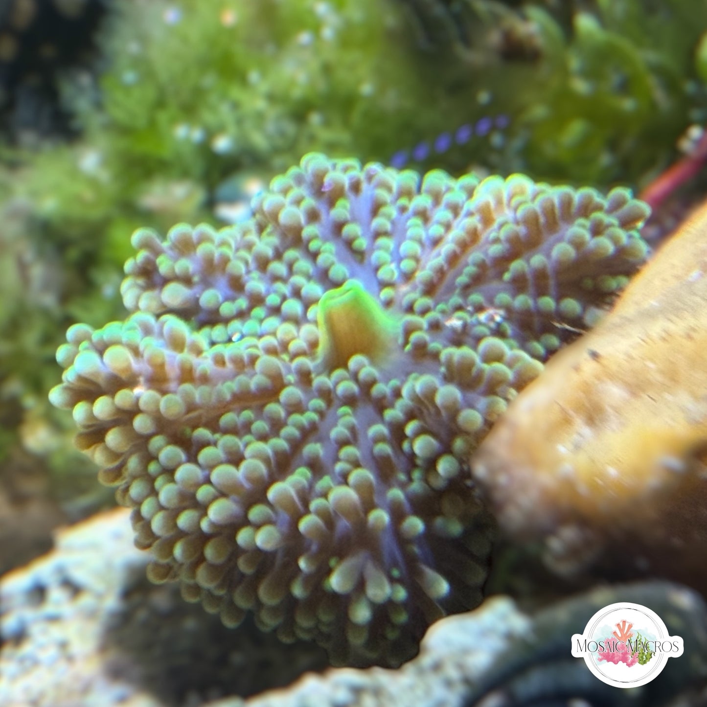 FL Ricordea Mushroom | Ricordea sp.