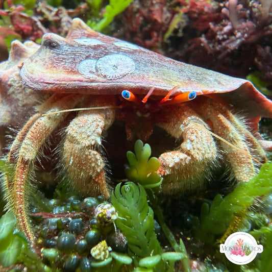 Blue-Eyed Hermit Crab | Paguristes sericeus