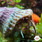 White-Freckled Hermit Crab | Paguristes puncticeps