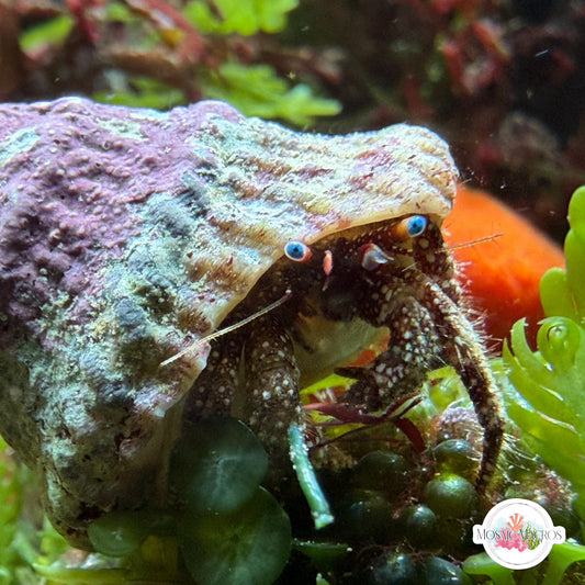 White-Freckled Hermit Crab | Paguristes puncticeps