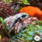 Starry-Eyed Hermit Crab | Dardanus venosus