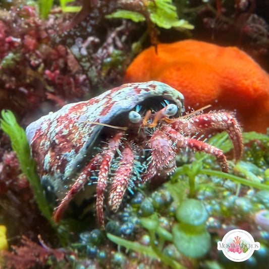 Starry-Eyed Hermit Crab | Dardanus venosus