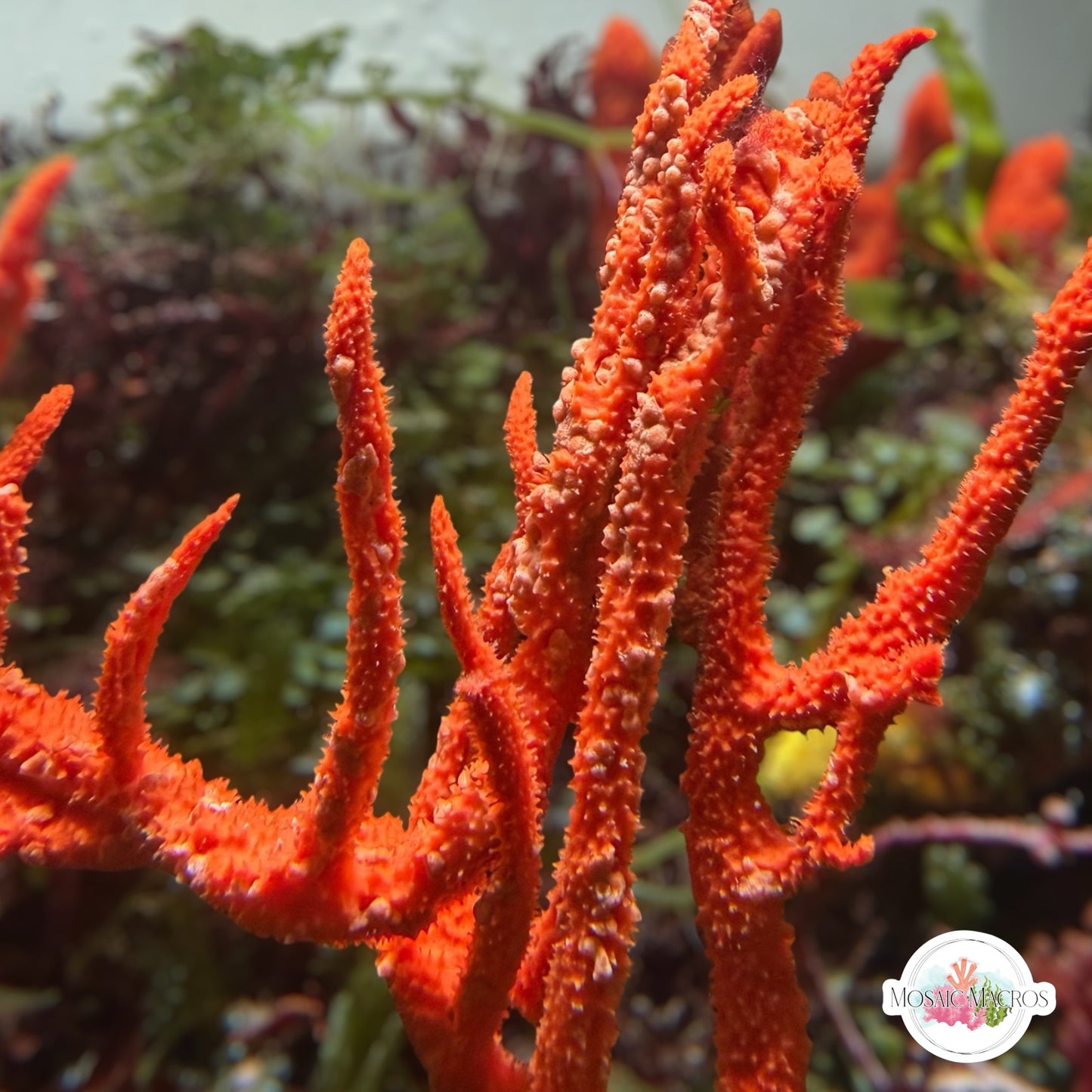 Orange Frilly Tree Sponge | Unknown sp.