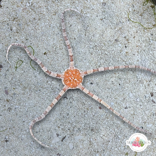 Orange-Body Serpent Star | Ophiuroids spp.