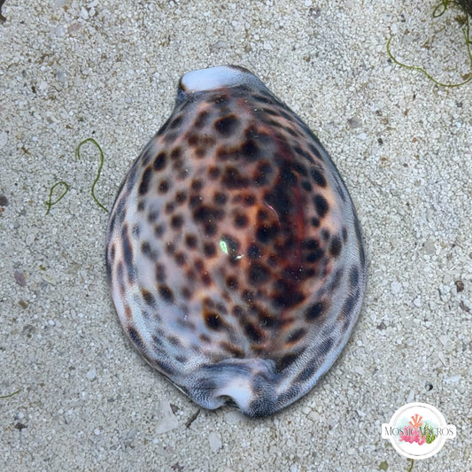 Tiger Cowrie Snail | Cypraea tigris