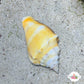 Florida Fighting Conch Snail | Strombus pugilis
