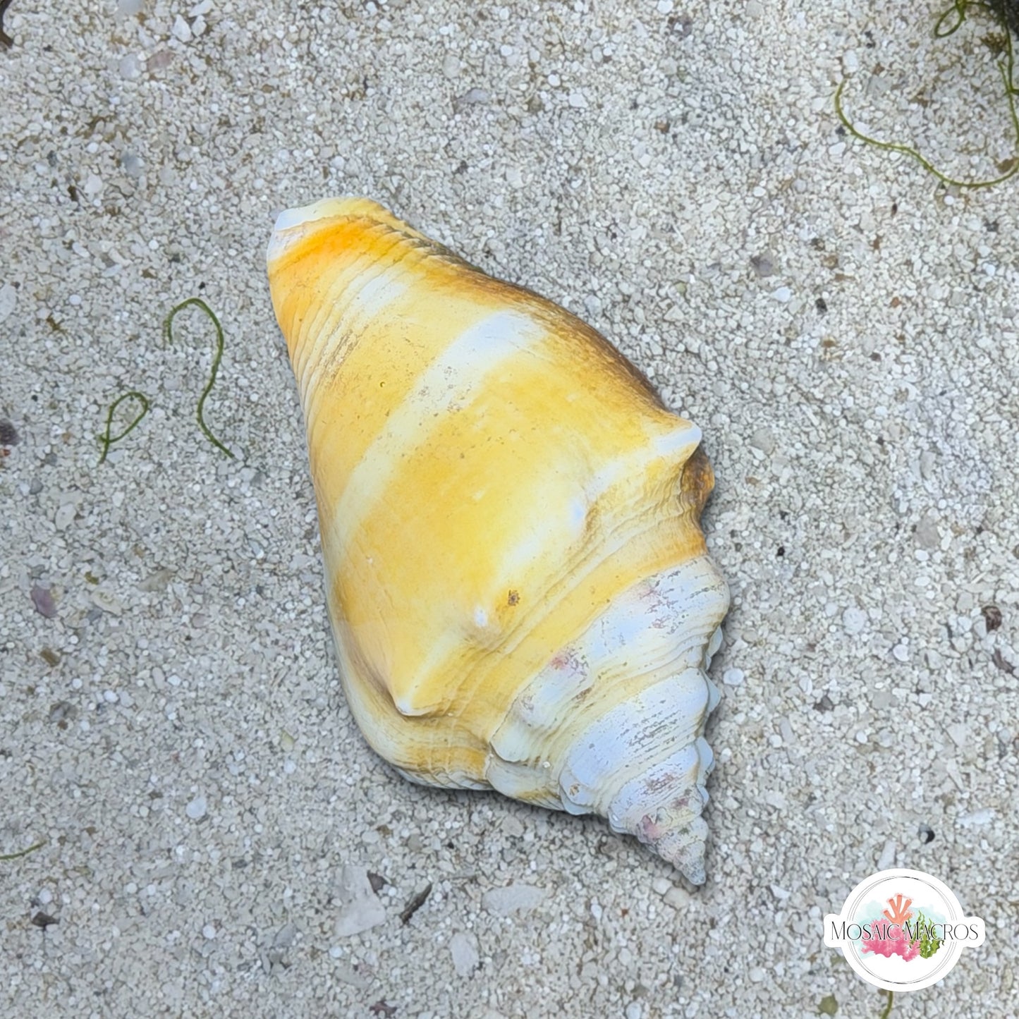 Florida Fighting Conch Snail | Strombus pugilis