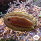 Fuzzy Chiton | Acanthopleura sp.