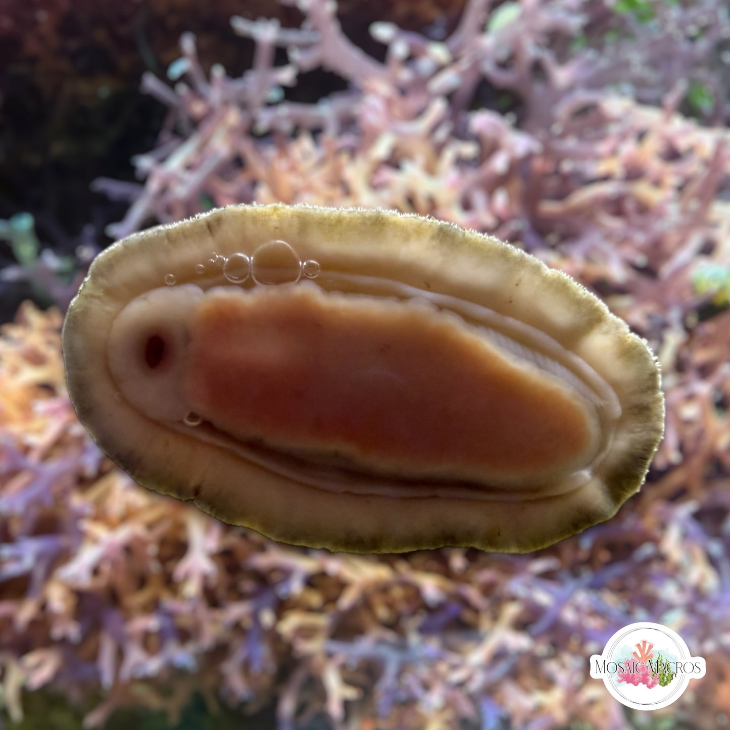 Fuzzy Chiton | Acanthopleura sp.