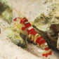 Randall’s Pistol Shrimp | Alpheus randalli