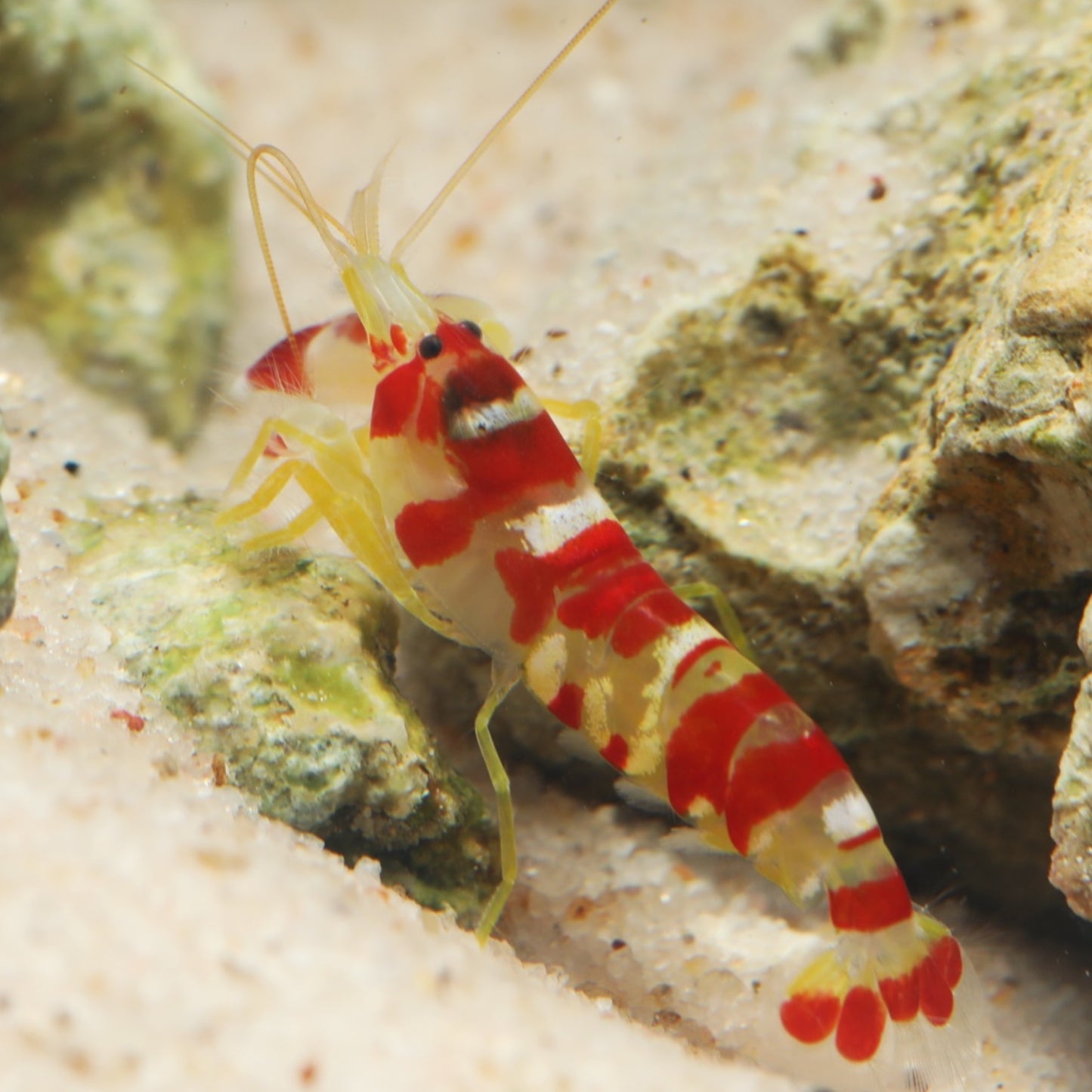 Randall’s Pistol Shrimp | Alpheus randalli