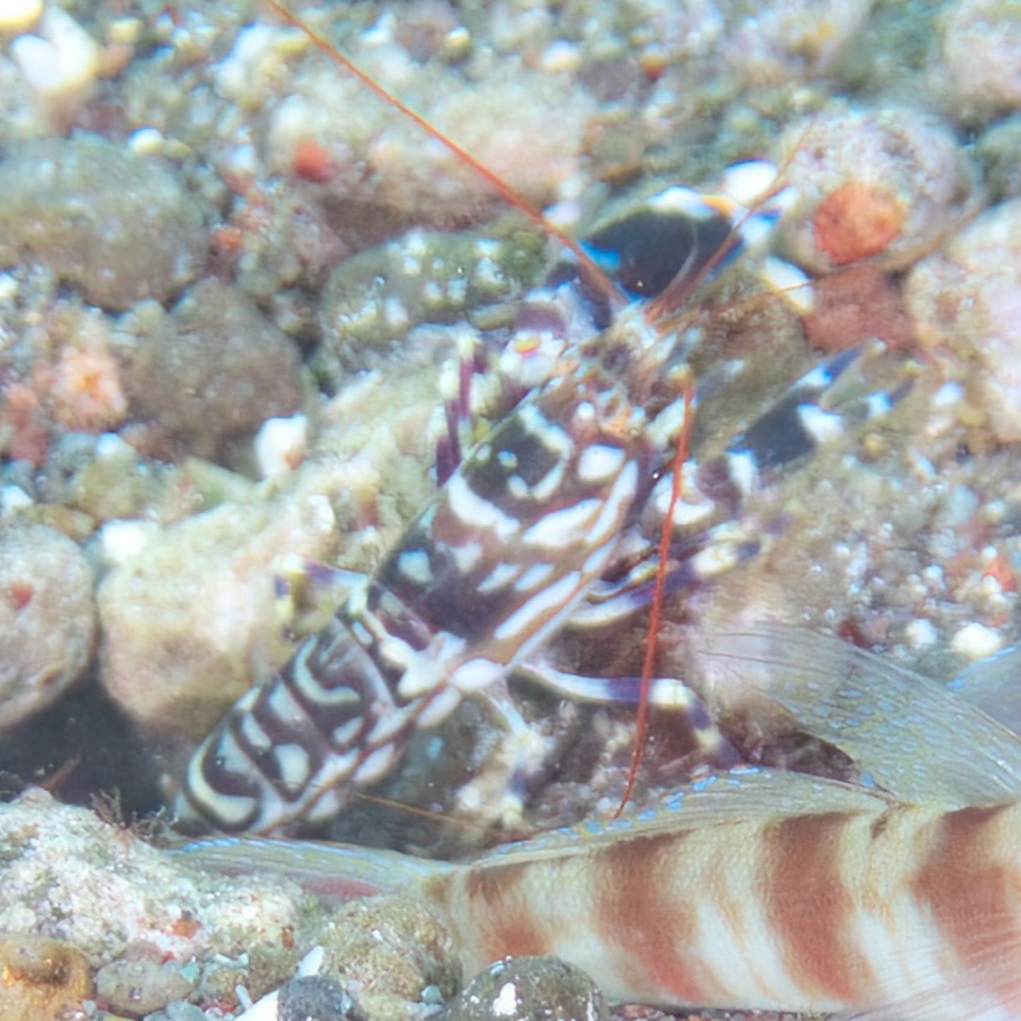 Tiger Pistol Shrimp | Alpheus bellulus