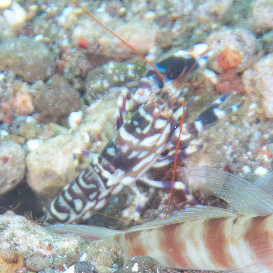 Tiger Pistol Shrimp | Alpheus bellulus