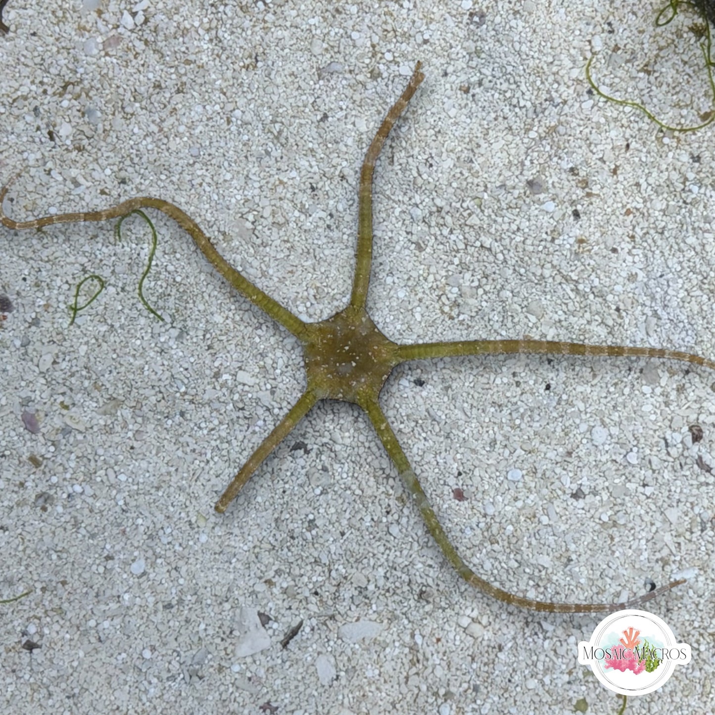 Yellow Serpent Star | Ophiuroids spp.