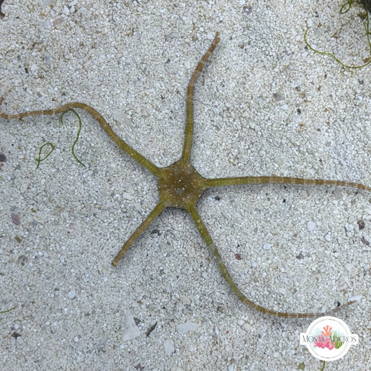 Yellow Serpent Star | Ophiuroids spp.