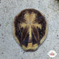 Longspine Heart Urchin | Maretia planulata