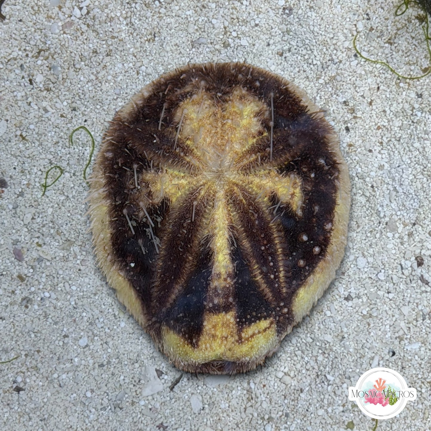 Longspine Heart Urchin | Maretia planulata