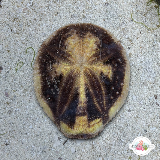 Longspine Heart Urchin | Maretia planulata
