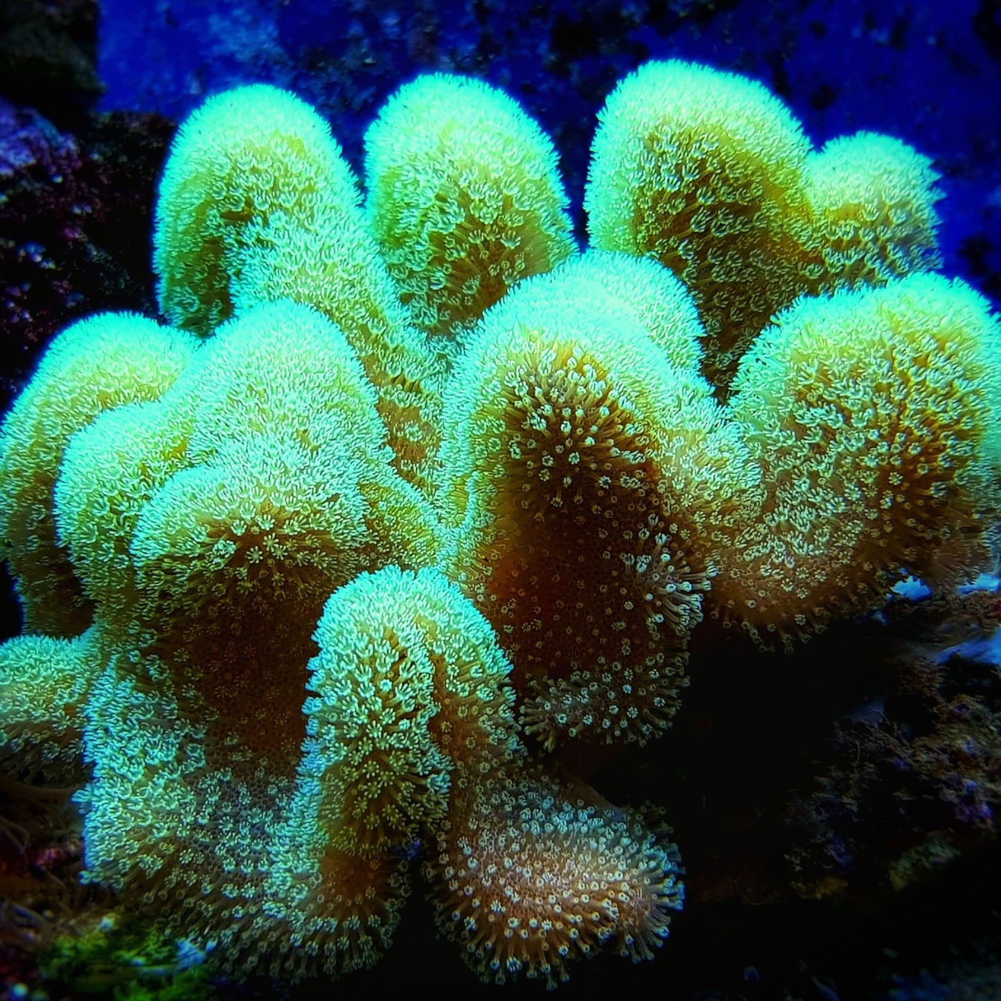 Green-Polyp Toadstool Leather | Sarcophyton sp.