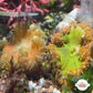 Ultra Rock Flower Anemone | Phymanthus crucifer