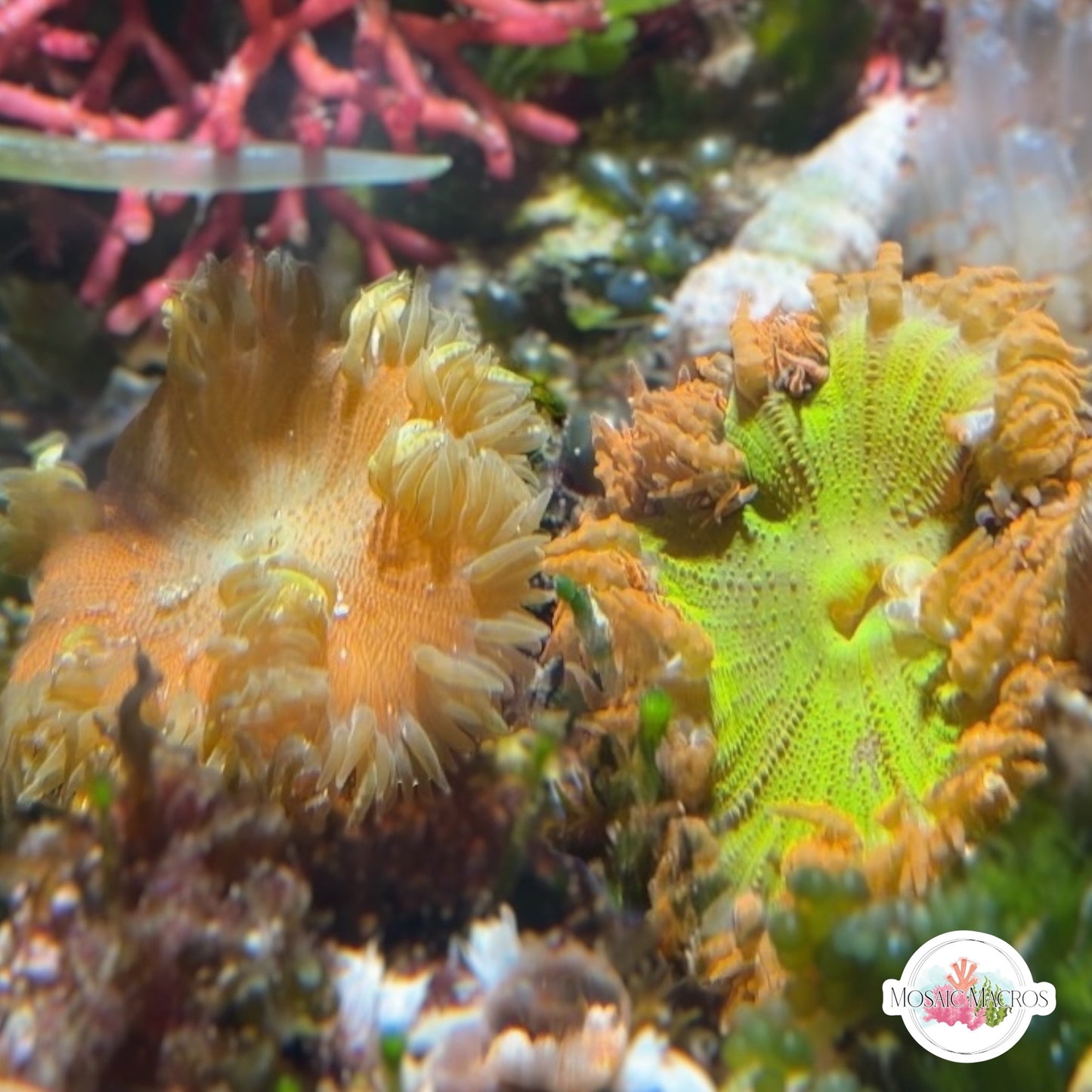 Ultra Rock Flower Anemone | Phymanthus crucifer