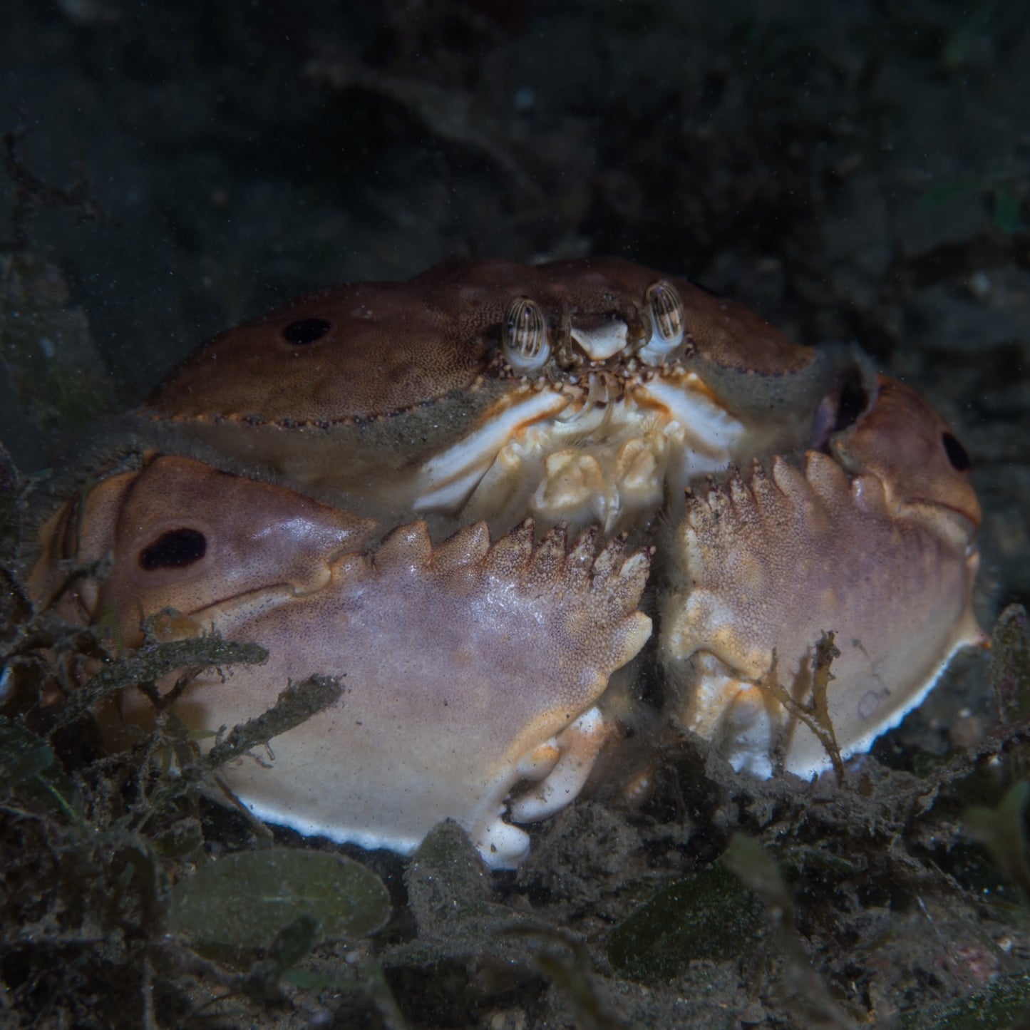 Shame-Faced Crab | Calappa sp.