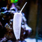 Large Tongan Nassarius Snail | Nassarius distortus