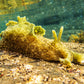Spotted Sea Hare | Aplysia dactylomela